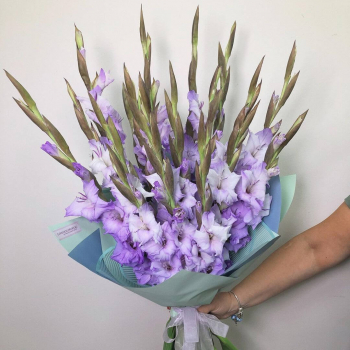19 фиолетовых гладиолусов в букете