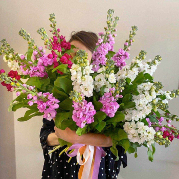 25 бело-розовых маттиол 25 бело-розовых маттиол