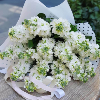 19 белых маттиол в букете