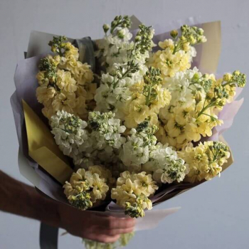 19 бело-желтых маттиол в букете 19 бело-желтых маттиол в букете
