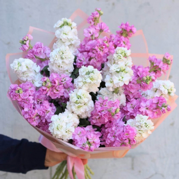 29 бело-розовых маттиол 29 бело-розовых маттиол