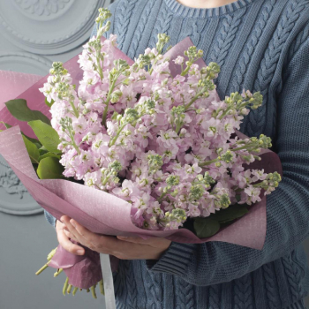 29 нежно-розовых маттиол в букете