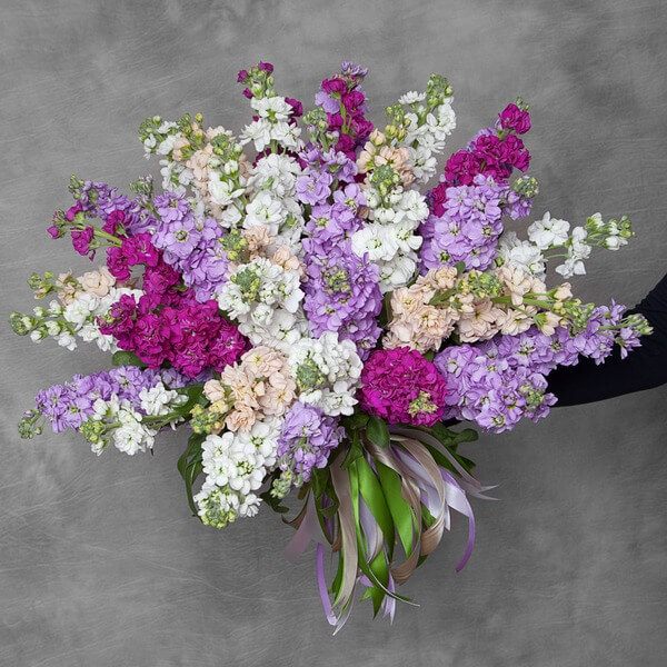 29 розово-малиновых маттиол в букете