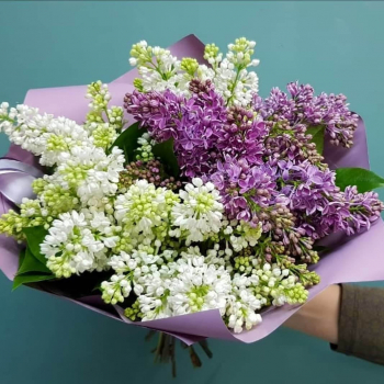 Букет из 9 веток бело-фиолетовой сирени