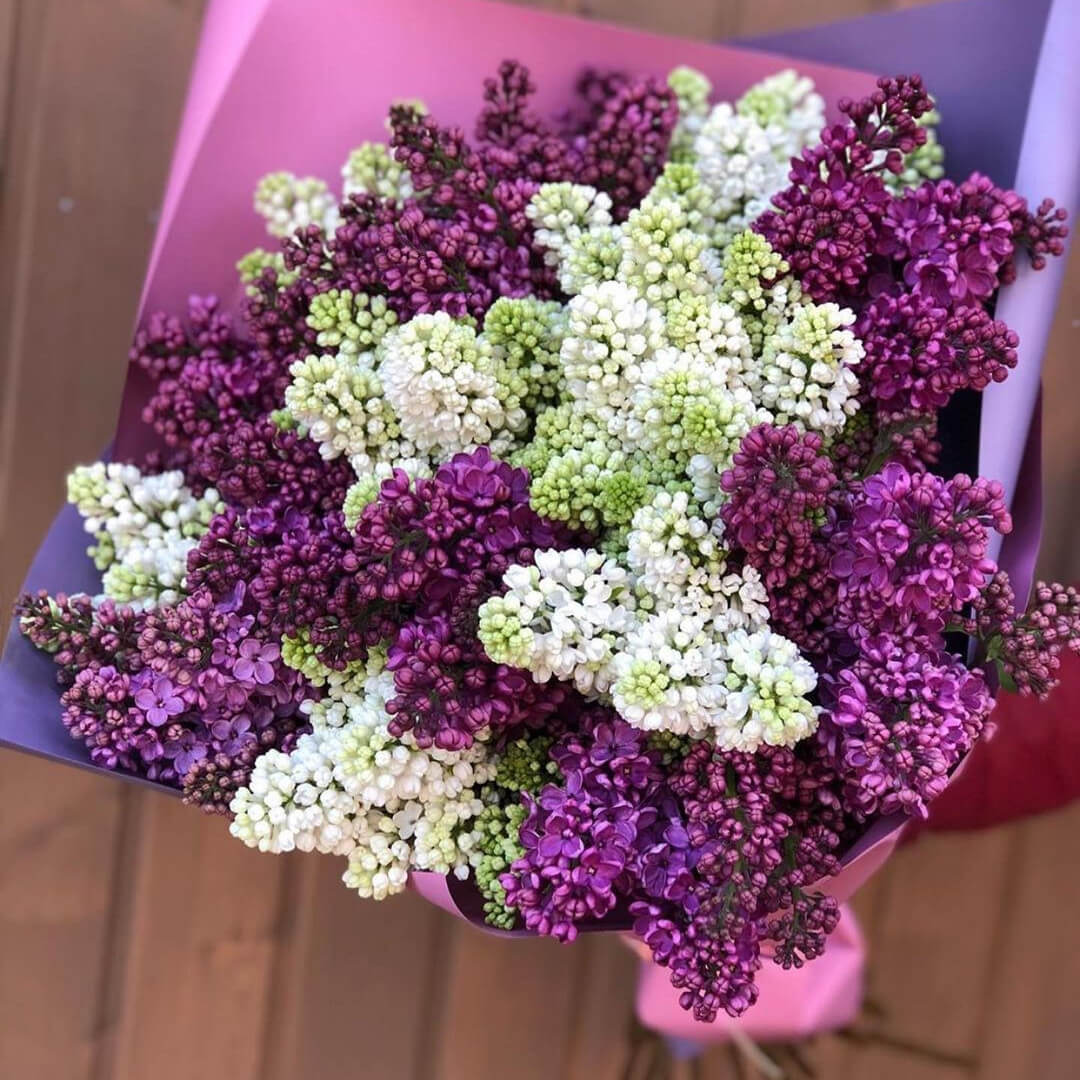 Букет из 15 веток бело-фиолетовой сирени