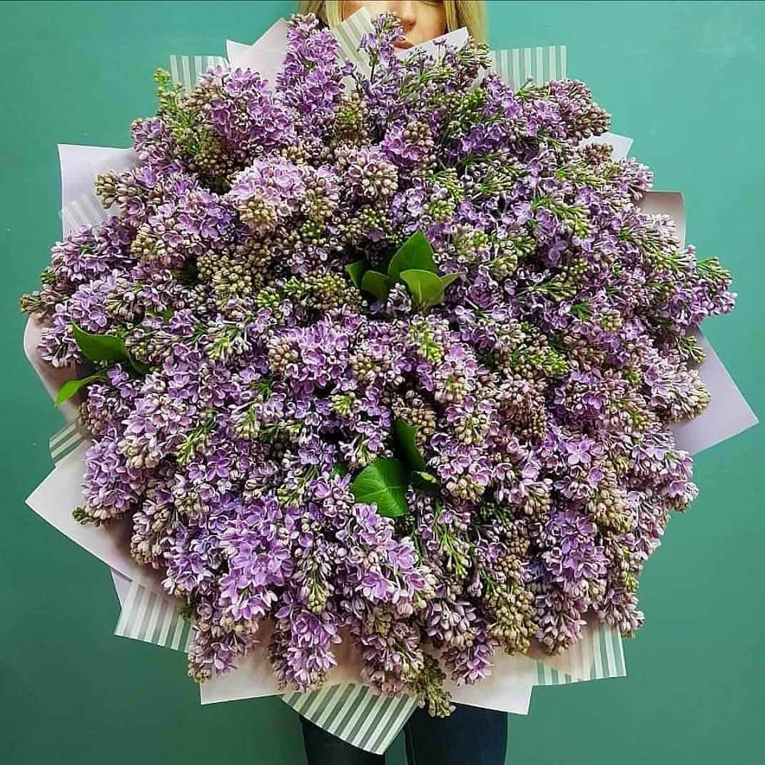 Букет из 51 ветки фиолетовой сирени
