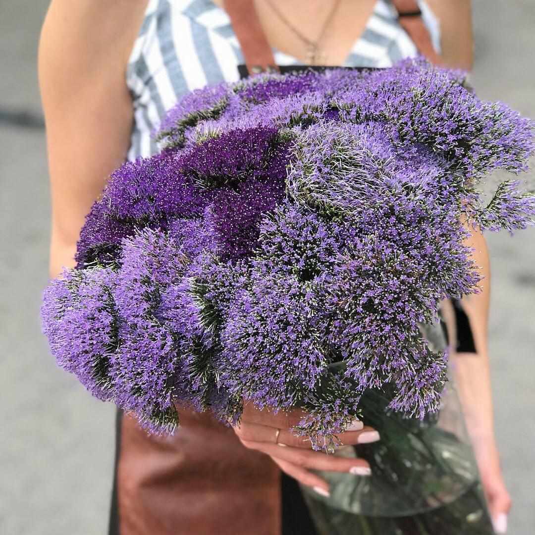 Трахелиум в букете от 9 шт.