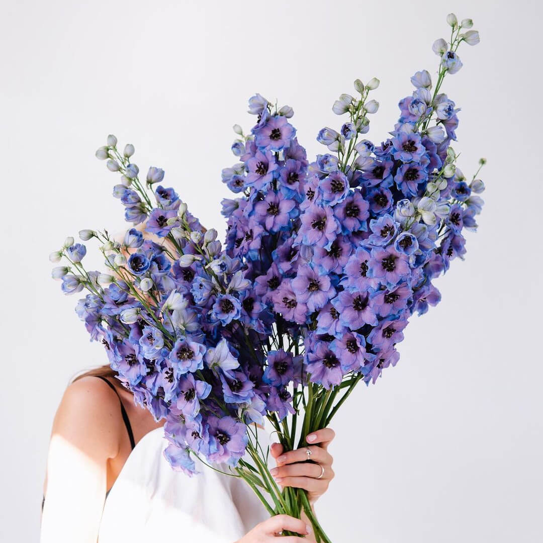 19 фиолетовых дельфиниумов