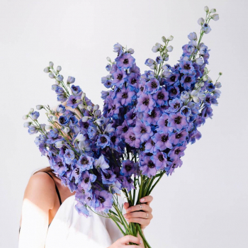 19 фиолетовых дельфиниумов 19 фиолетовых дельфиниумов