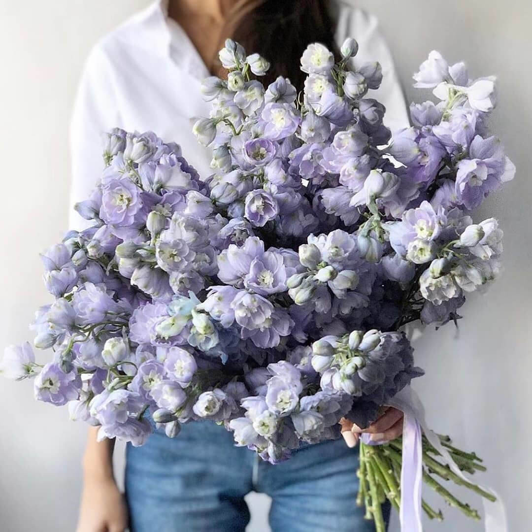 29 сиреневых дельфиниумов