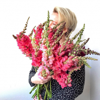 19 коралловых антирринумов