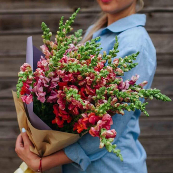 19 бордовых антирринумов в букете 19 бордовых антирринумов в букете