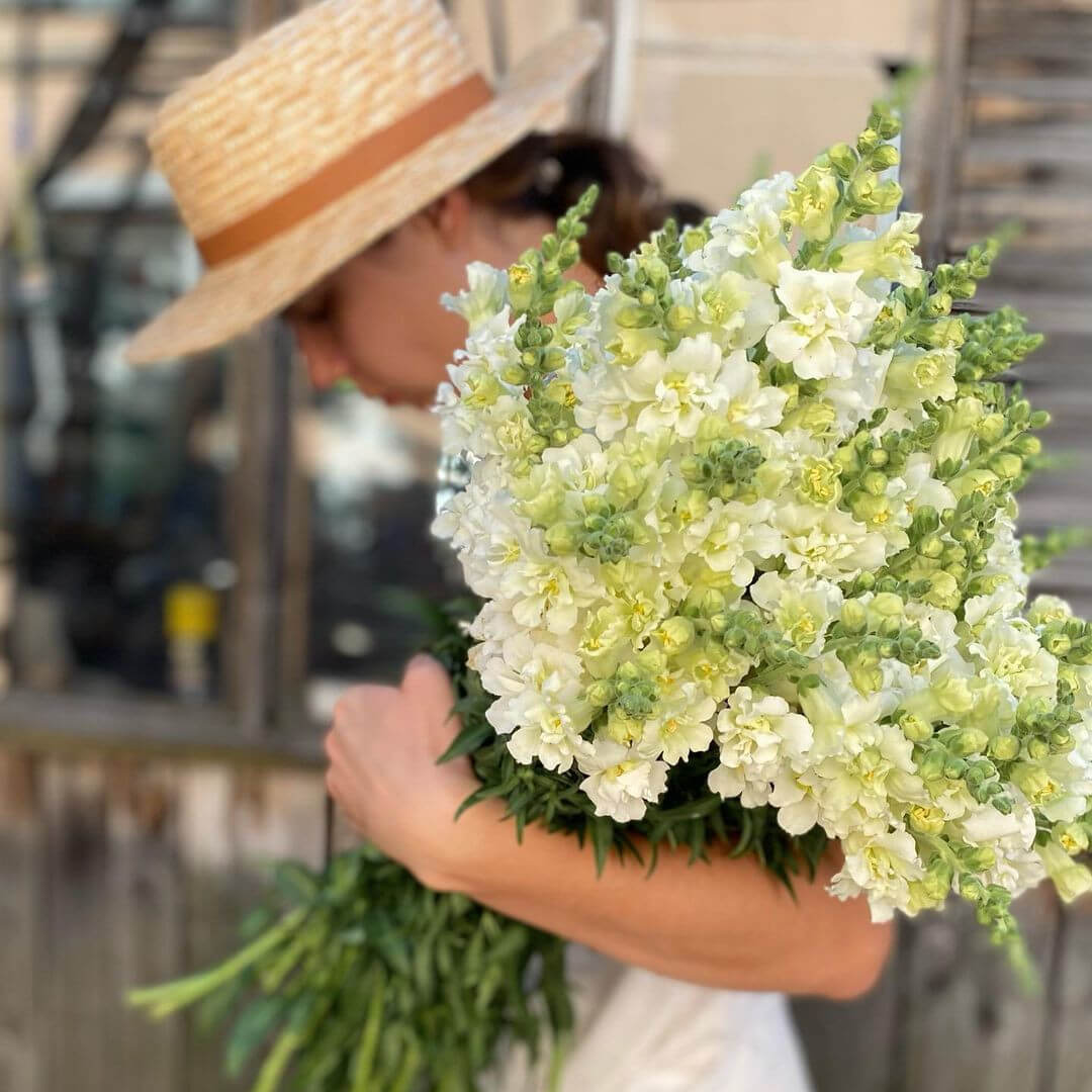 51 белый антирринум в букете