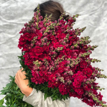 51 малиновый антирринум в букете