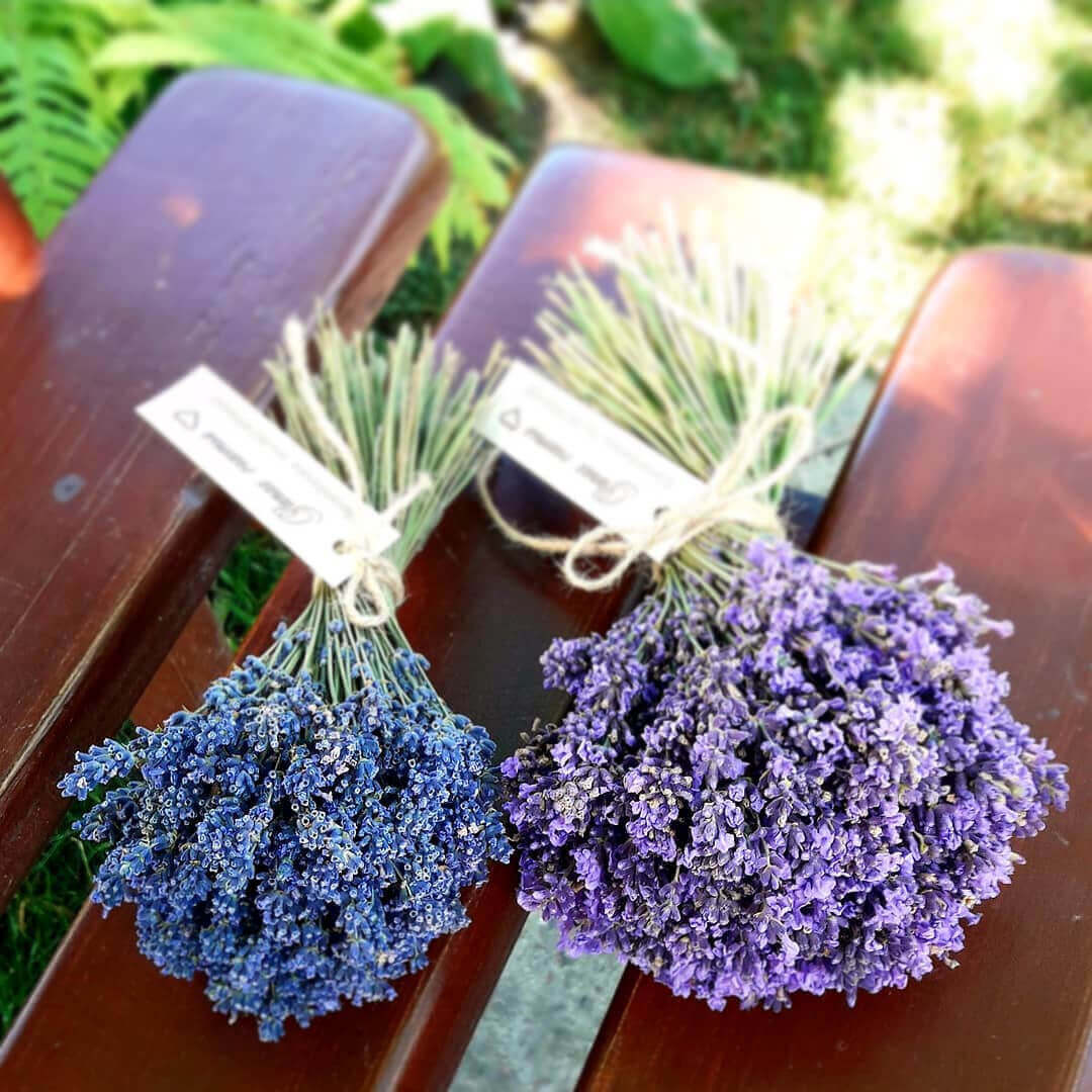Лаванда в букете от 51 шт.