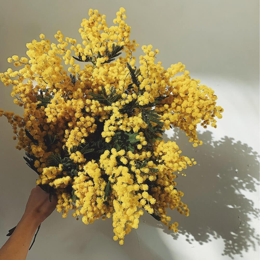 9 мимоз в букете