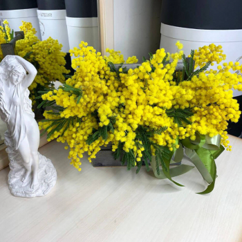 9 мимоз в кашпо