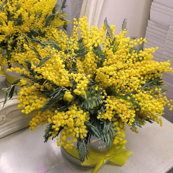 9 мимоз в коробке