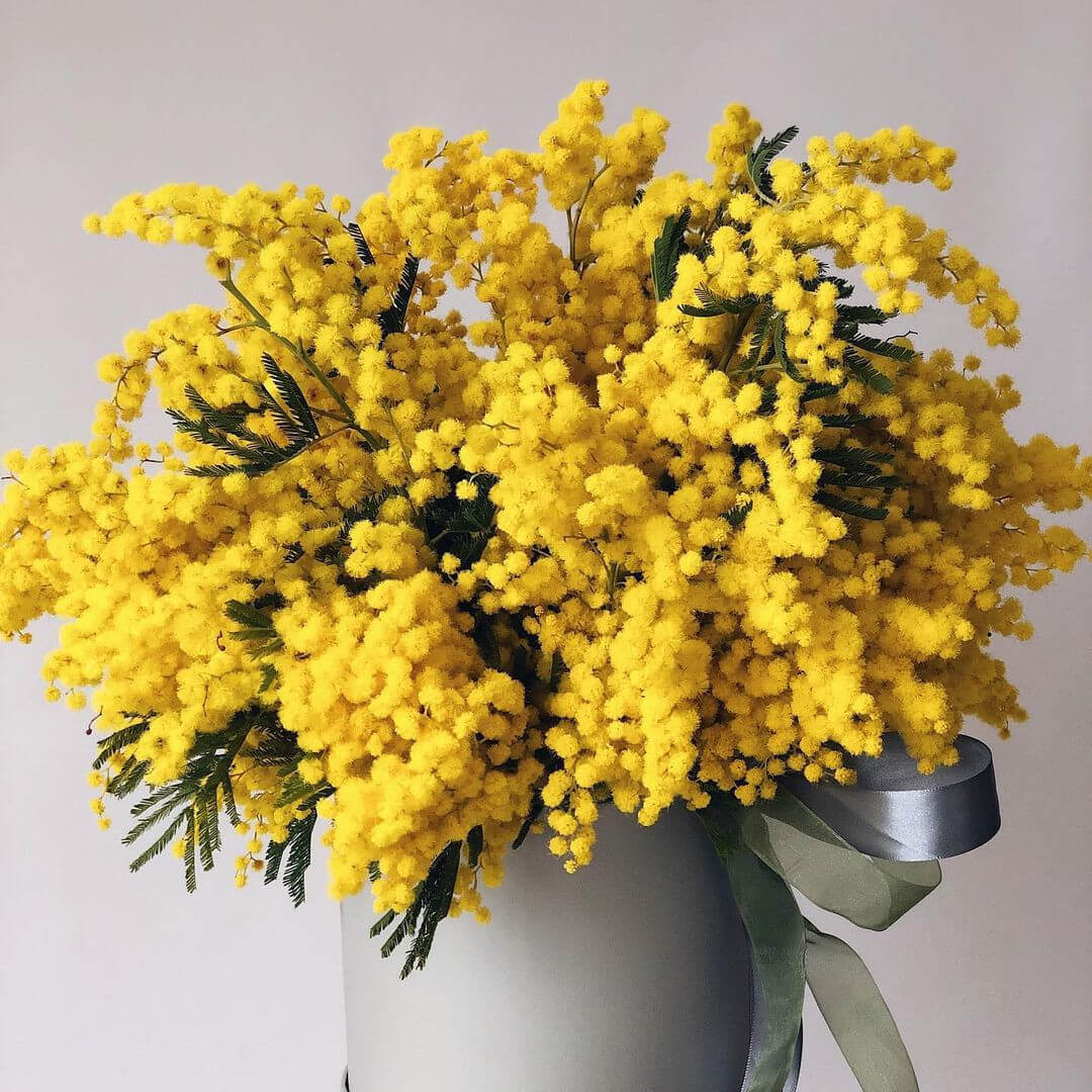 11 мимоз в коробке