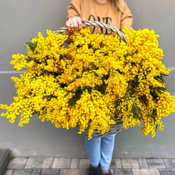 101 мимоза в корзине