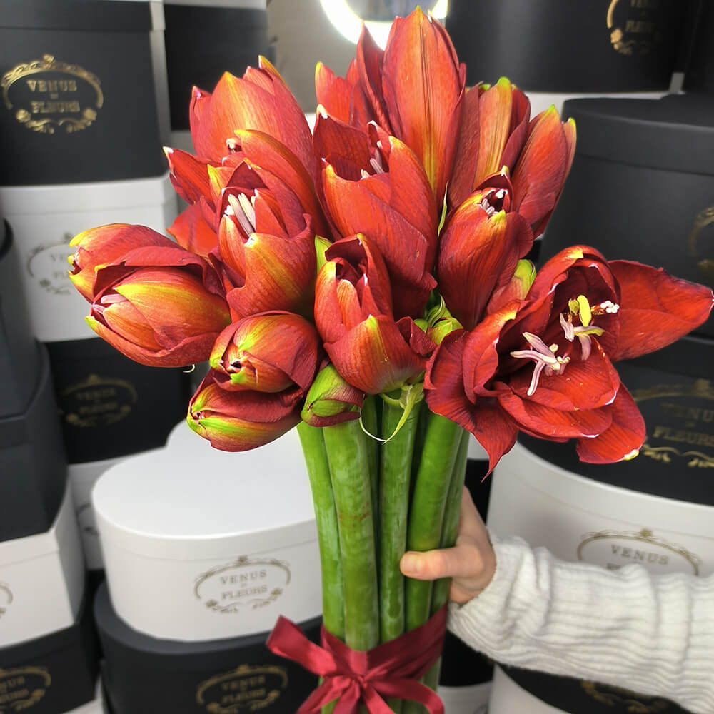 11 красных амариллисов в букете