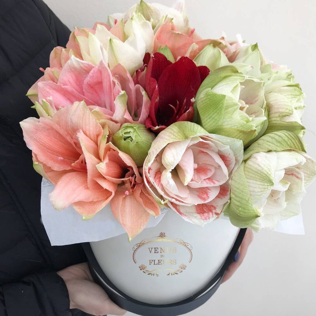 9 амариллисов в коробке