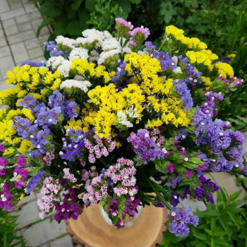 Разноцветная статица от 41 шт.