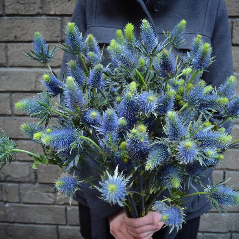 19 эрингиумов в букете