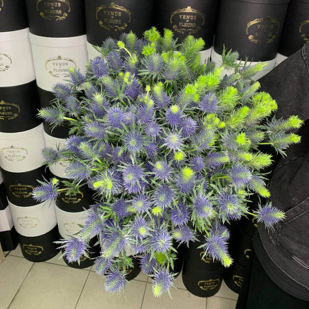 29 эрингиумов в букете