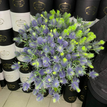 29 эрингиумов в букете