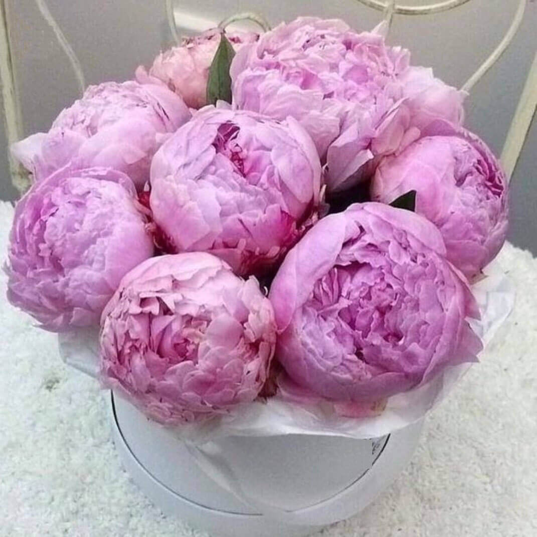 9 летних пионов в коробке