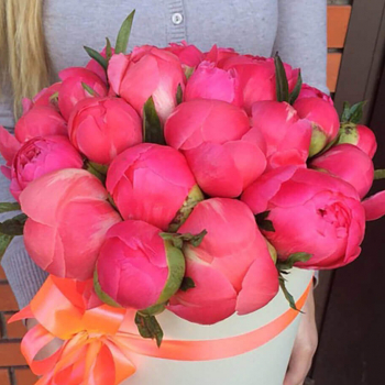 19 коралловых пионов в коробке 19 коралловых пионов в коробке