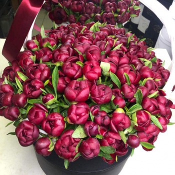 Бордовые пионы в корзине - 101 шт.