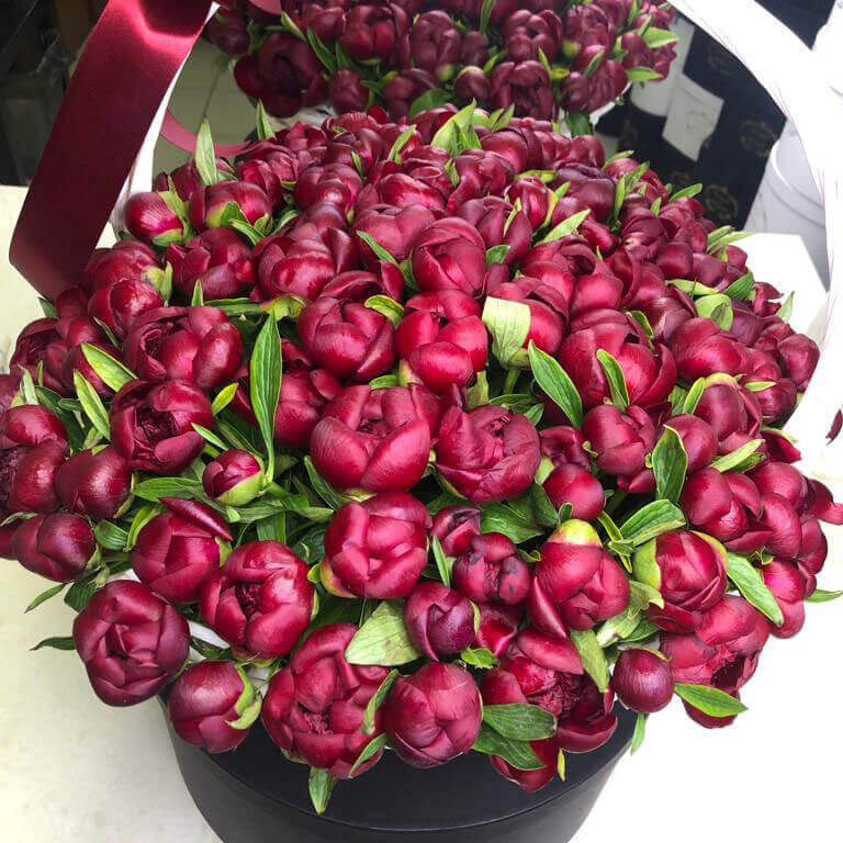 Бордовые пионы в корзине - 101 шт.