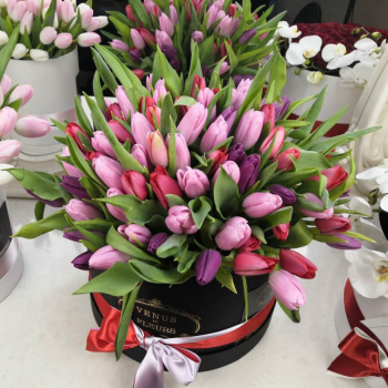 Розово-фиолетовые тюльпаны - 101 шт. Розово-фиолетовые тюльпаны - 101 шт.