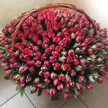 301 красный тюльпан в корзине