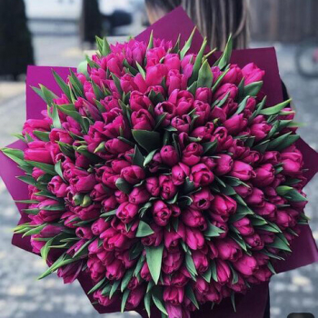 301 малиновый тюльпан в букете