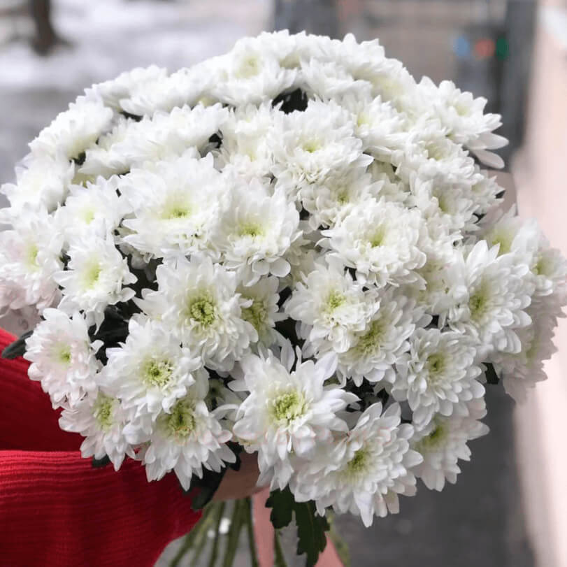 15 белых кустовых хризантем в букете