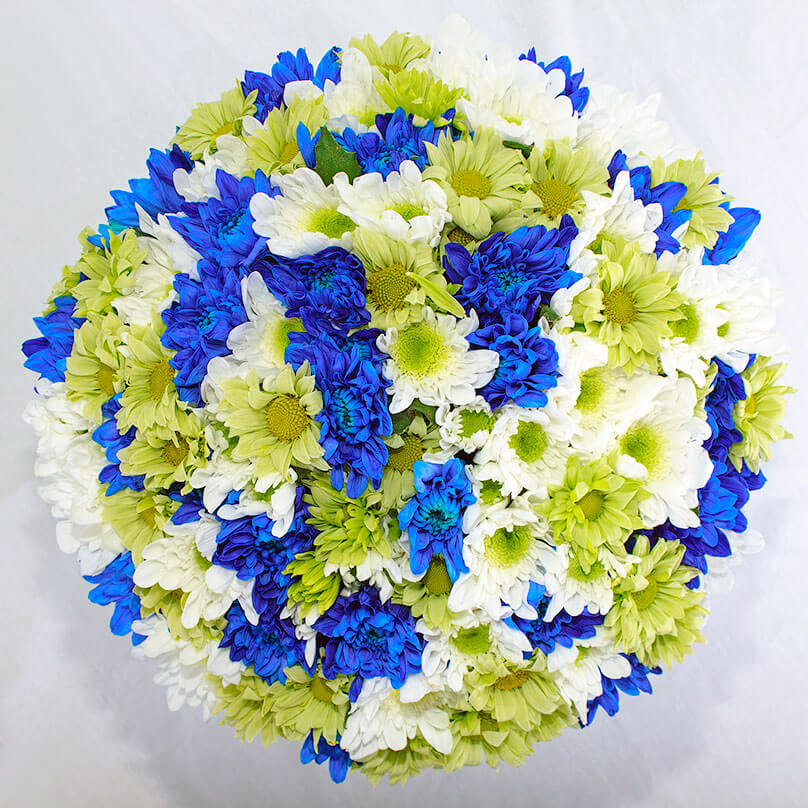 Сине-зеленые хризантемы - 101 шт.