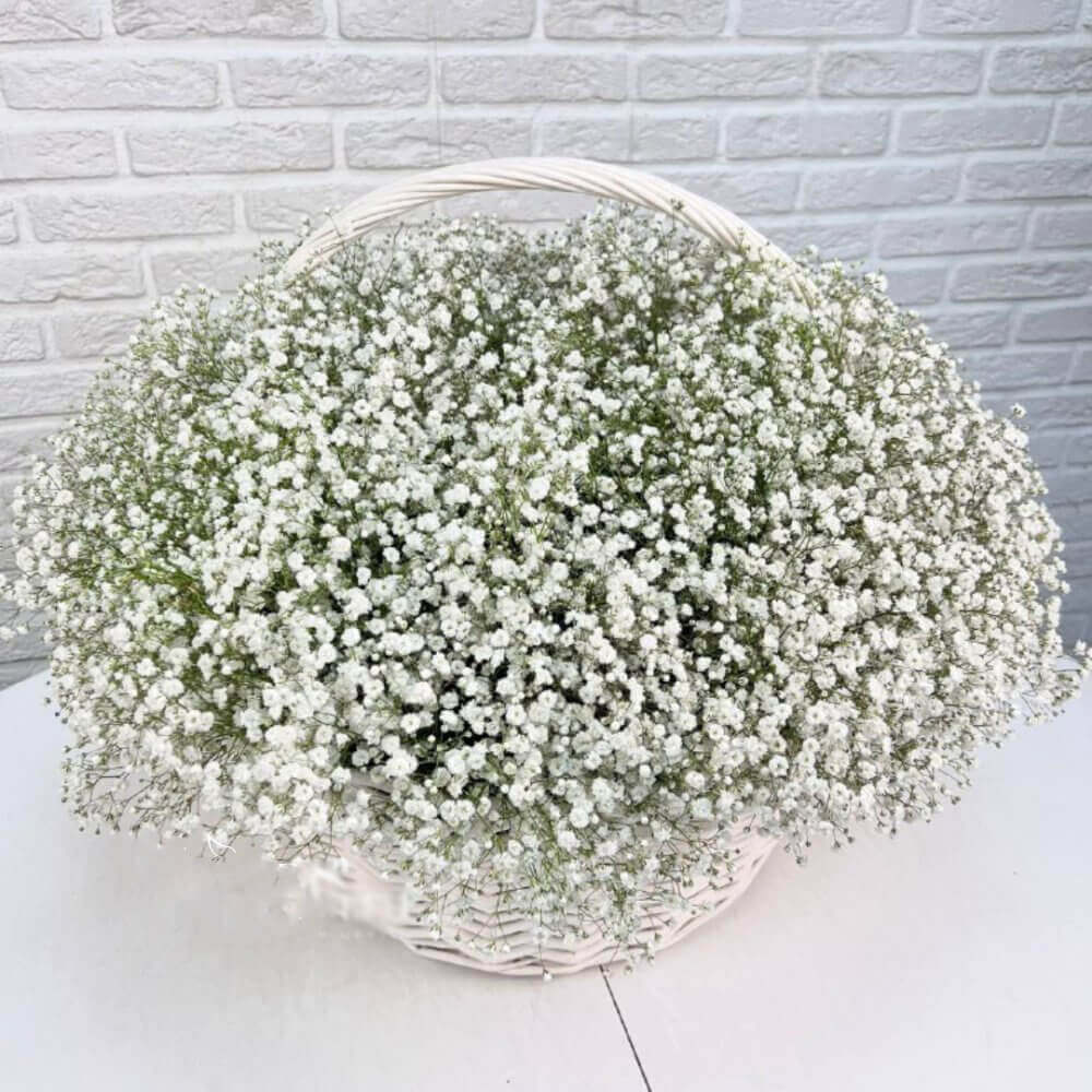 51 белая гипсофила в корзине