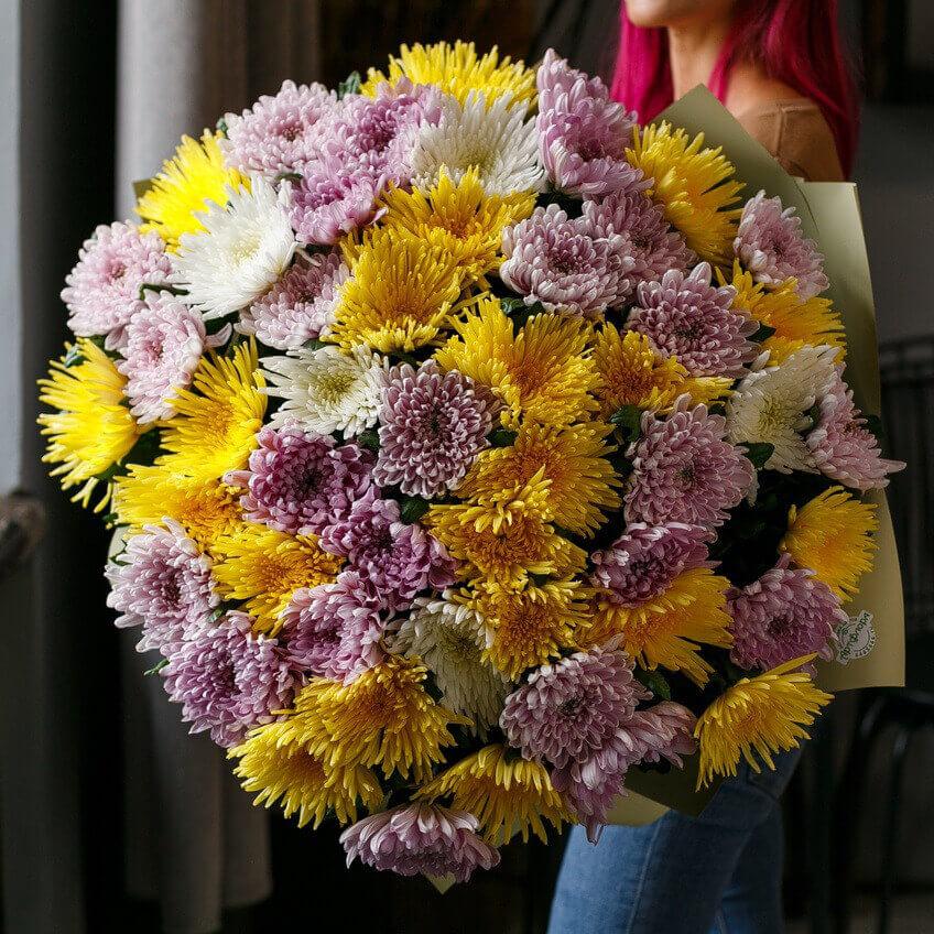 Желто-розовые хризантемы - 51 шт.
