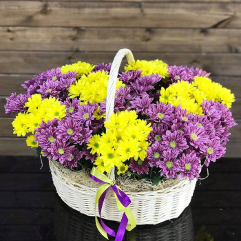 Сиренево-желтые хризантемы - 29 шт.