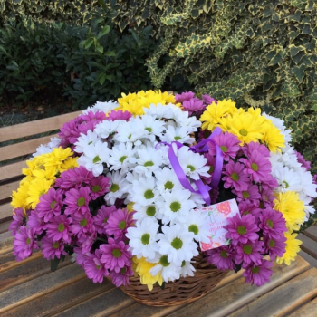Разноцветные хризантемы - 29 шт.