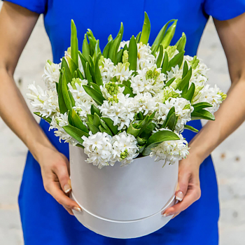 25 белых гиацинт в коробке