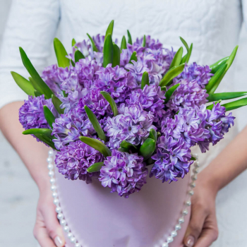 19 фиолетовых гиацинт в коробке 19 фиолетовых гиацинт в коробке