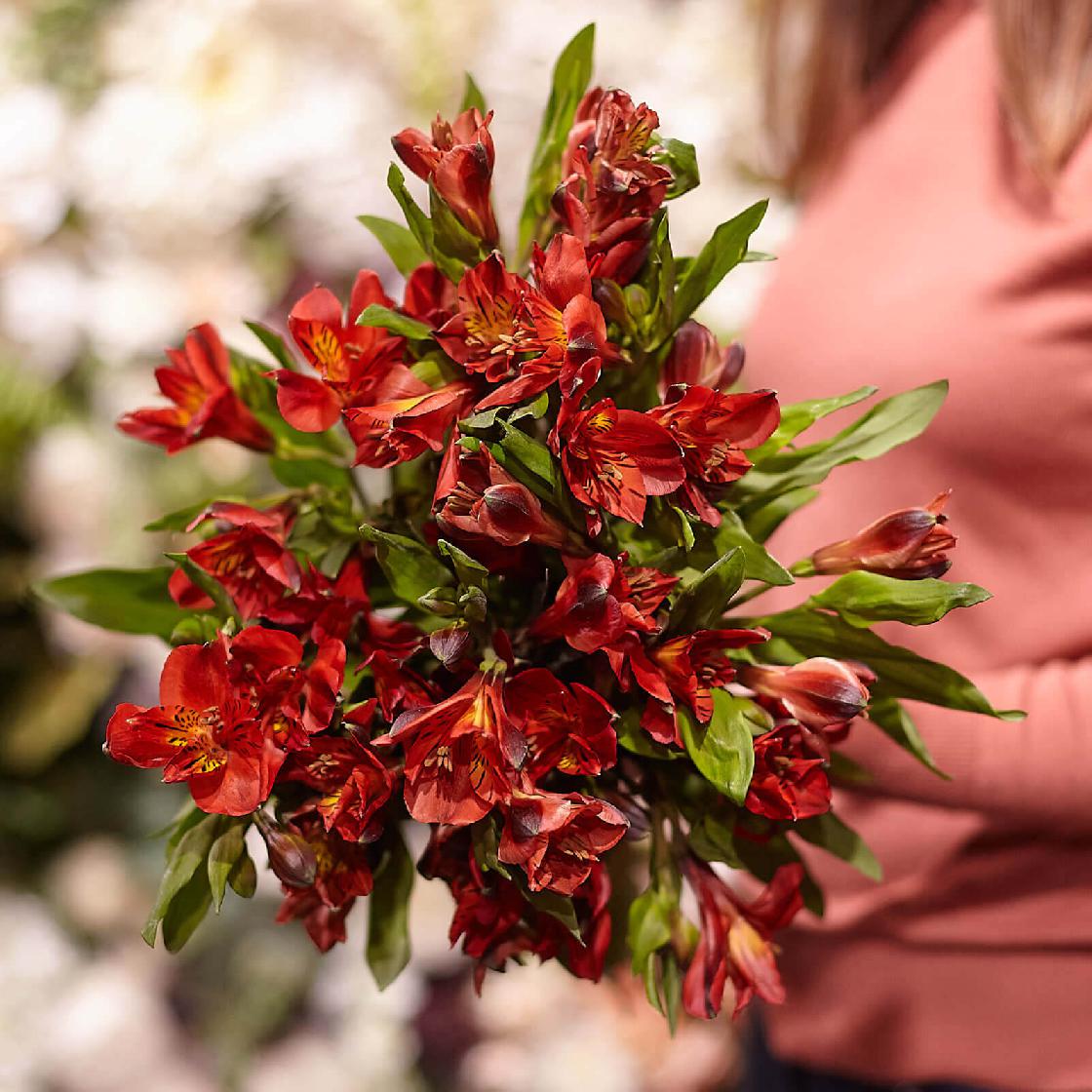 9 красных альстромерий