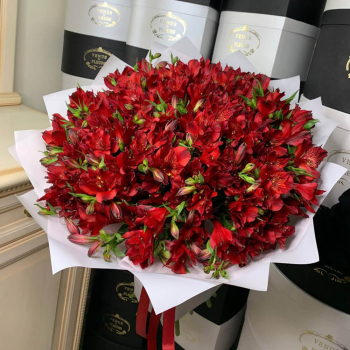 29 красных альстромерий