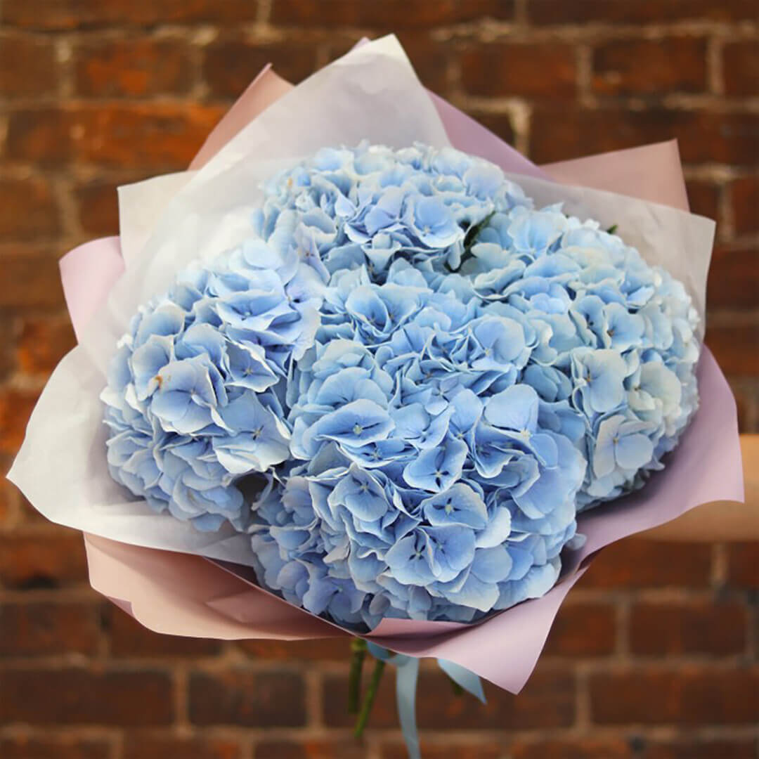 Голубые гортензии в букете от 3 шт.