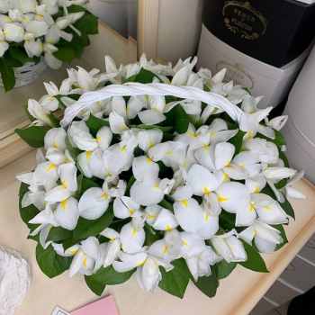 51 белый ирис в корзине