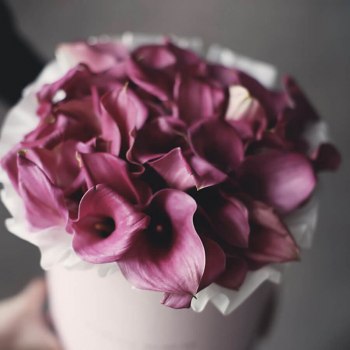 25 нежно-фиолетовых калл в коробке